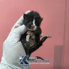 포천시 기타(검/흰) 한국 고양이 수컷