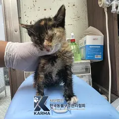 포천시 기타(갈/검/흰) 한국 고양이 암컷