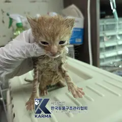 포천시 기타(갈/흰) 한국 고양이 수컷
