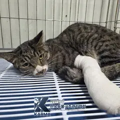 포천시 기타(갈/검/흰) 한국 고양이 암컷