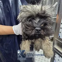 포천시 기타(검/갈/회) 믹스견 수컷