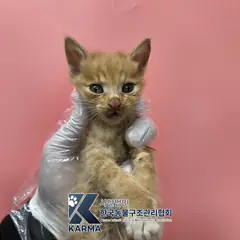 포천시 레몬색&흰색 한국 고양이 수컷