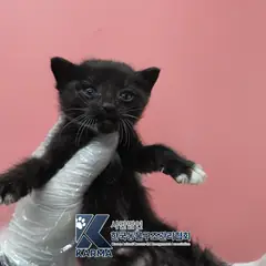 포천시 흰색/검은색 얼룩무늬 한국 고양이 수컷