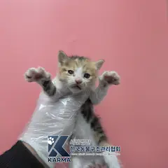 포천시 검은색흰색황토색조합 한국 고양이 암컷