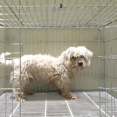 여주시 흰색 말티즈 수컷