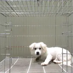 여주시 흰색 믹스견 수컷