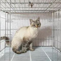 여주시 기타(크림, 회색) 믹스묘 암컷