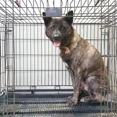 여주시 호반색(호랑이무늬) 진도견 암컷