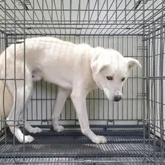 여주시 흰색 믹스견 수컷