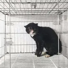 여주시 기타(검정색흰색) 한국 고양이 수컷