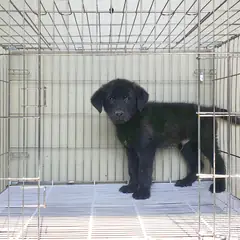 여주시 검정색 라브라도 리트리버 수컷