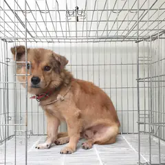 여주시 황갈색 믹스견 수컷