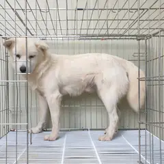 여주시 흰색 믹스견 수컷