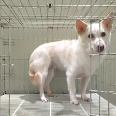 여주시 크림색 믹스견 암컷
