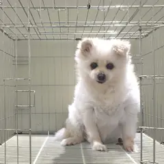 여주시 흰색 포메라니안 수컷