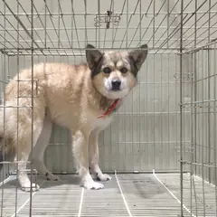 여주시 기타(회갈색) 믹스견 수컷