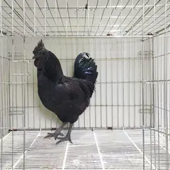 여주시 기타(검정색) 기타축종 수컷