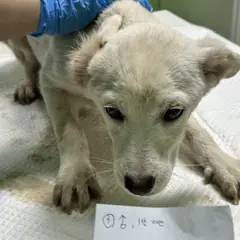 춘천시 옅은 황색 믹스견 수컷