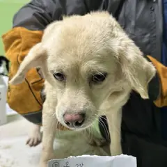 춘천시 옅은 황색 믹스견 암컷