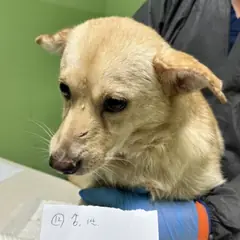 춘천시 황갈색 믹스견 수컷