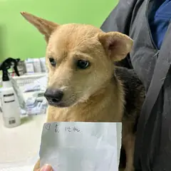 춘천시 검정&황갈색 믹스견 수컷