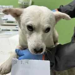 춘천시 흰색 믹스견 수컷