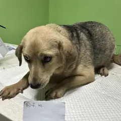 춘천시 검정&황갈색 믹스견 암컷