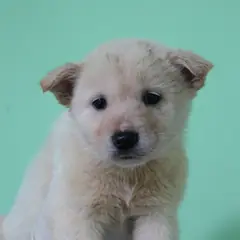 춘천시 흰색 믹스견 암컷