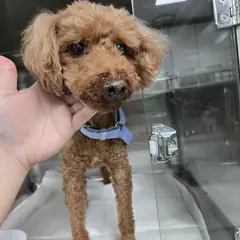 춘천시 갈색 푸들 수컷