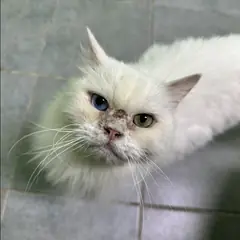 춘천시 흰색 터키시 앙고라 성별 미상