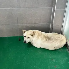 춘천시 흰색 믹스견 암컷