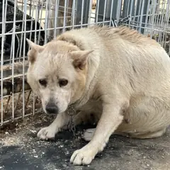 춘천시 흰색 믹스견 암컷