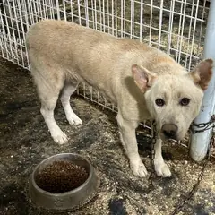 춘천시 옅은 황색 믹스견 수컷