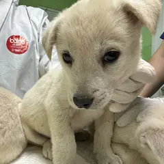 춘천시 흰색 믹스견 수컷