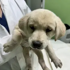 춘천시 흰색 믹스견 암컷