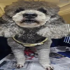 원주시 회색 푸들 수컷