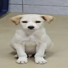 원주시 크림색 믹스견 수컷