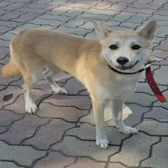 원주시 크림색 믹스견 암컷