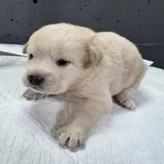 원주시 흰색 믹스견 수컷
