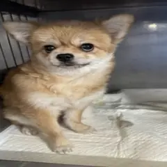 원주시 갈색 믹스견 암컷