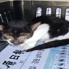 원주시 흰색/검은색 얼룩무늬 한국 고양이 성별 미상