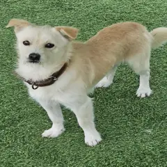 원주시 갈색 믹스견 수컷