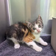 강릉시 검은색흰색황토색조합 한국 고양이 암컷