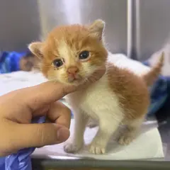 강릉시 레몬색&흰색 한국 고양이 성별 미상