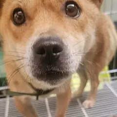 강릉시 갈색 믹스견 암컷