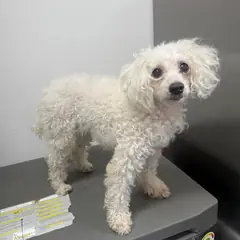 강릉시 흰색 푸들 암컷