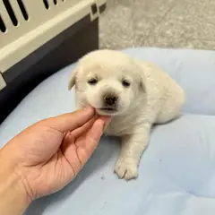 강릉시 크림색 믹스견 수컷