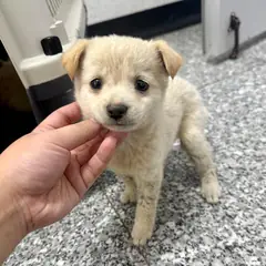 강릉시 크림색 믹스견 수컷