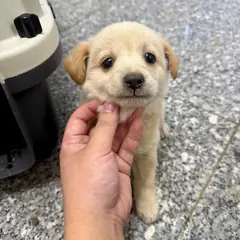 강릉시 갈색 믹스견 수컷