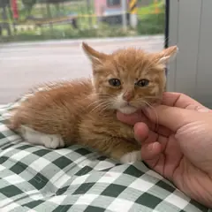 강릉시 레몬색&흰색 한국 고양이 수컷